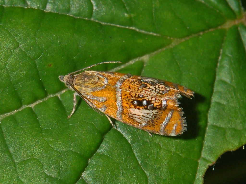 Olethreutes arcuellus